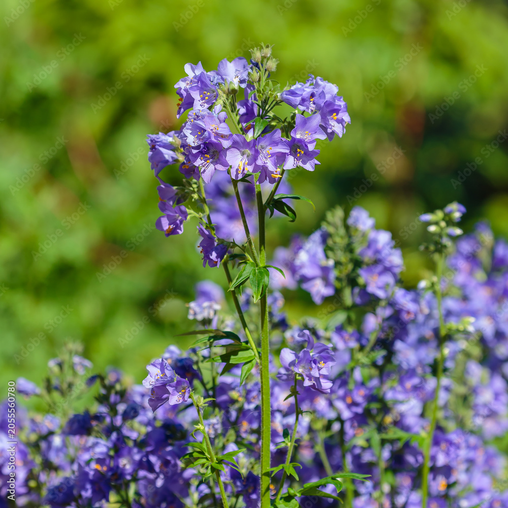 Obraz premium Polemonium caeruleum, or Polemonium azureum ( Latin- Polemonium caeruleum ) is a species of plant of the genus Polemonium. Nature wallpaper