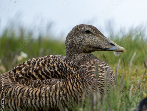 Konstfotografi Female Common Eider Resting in Coastal Grassland, Isle of May