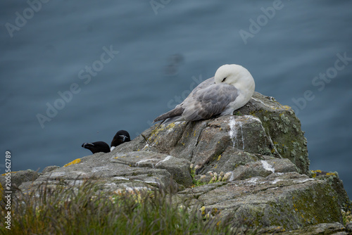 Bild auf Leinwand Northern Fulmar Resting Above Razorbill Colony, Isle of May