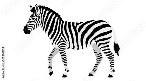 Fotografie Striped zebra walking side view on white background.