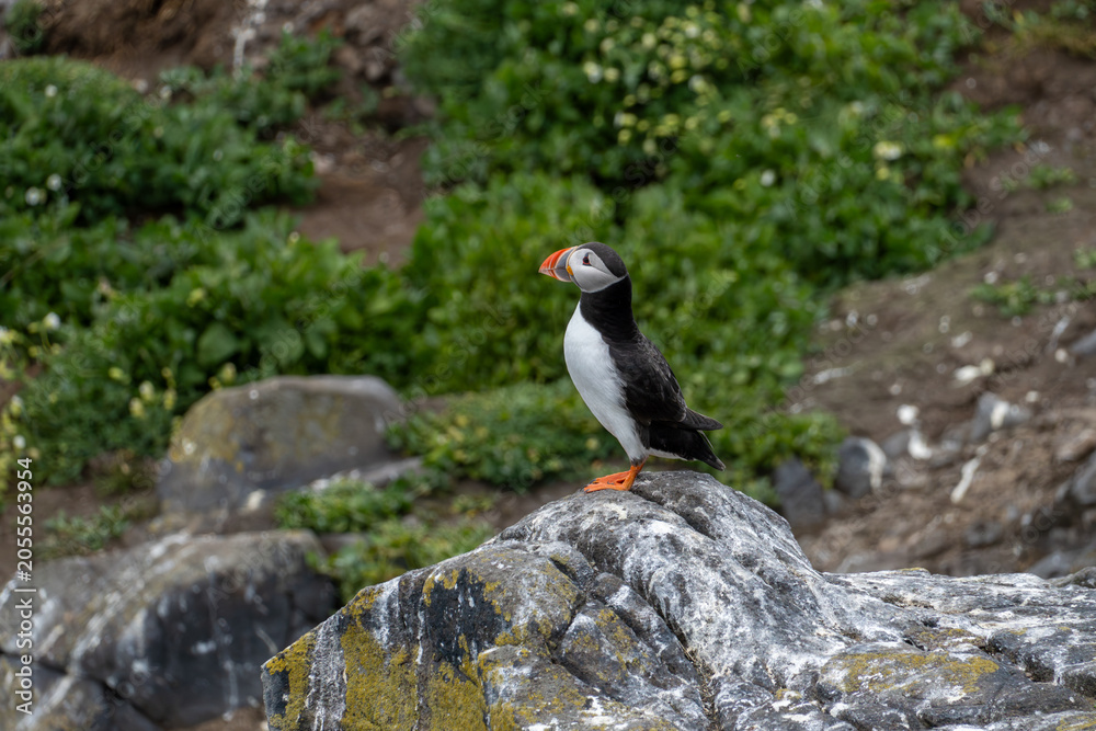 Fototapeta premium Atlantic Puffin on Coastal Lookout