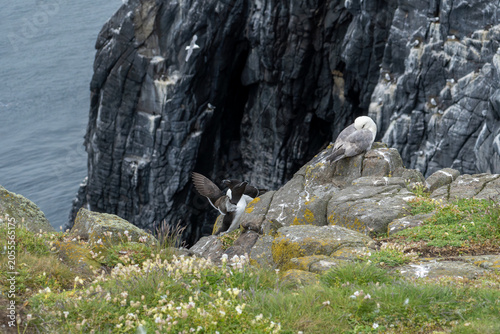 Schilderij op canvas Razorbill Courtship Display with Fulmar