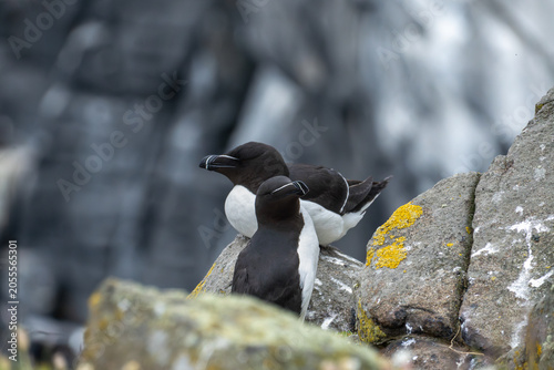 Bild auf Leinwand Razorbill Pair on Coastal Cliff