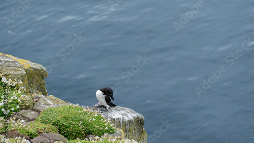 Fotografía Preening Razorbill on Sea Cliff