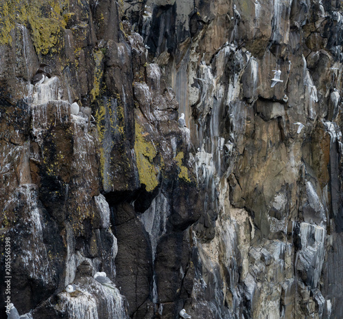 Bild auf Leinwand Seabird Colony on Coastal Cliffs