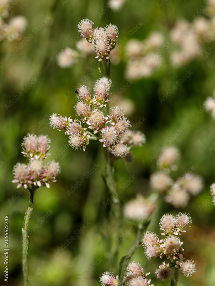 Fototapeta premium Cat 's foot ( Latin- Antennaria dioica ) is a species of herbaceous plant of the genus Cat's foot ( Antennaria ) of the Asteraceae family