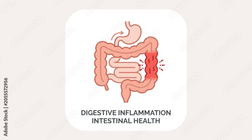 Fototapeta premium Simple intestine anatomy icon with inflammation highlight, digestive disease concept, clean geometric flat vector