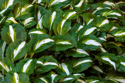 Tableau sur toile Hosta undulata Mediovariegata is old Japanese variety with wavy leaves