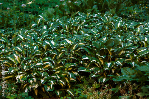 Картината върху платно Hosta undulata Mediovariegata is old Japanese variety with wavy leaves