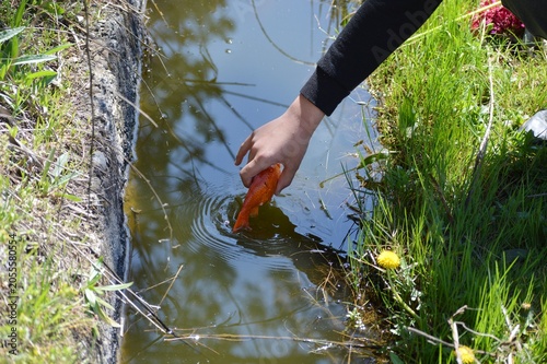 the fisherman releases fish into the stream