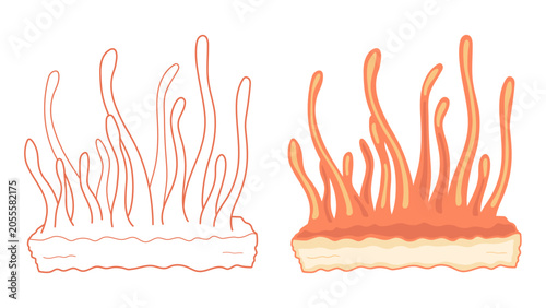 Foto Cordyceps militaris mushroom vector illustration set featuring both outline and colored versions