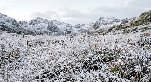 Frosty alpine field of wild grass lightly covered in fresh morning snow with distant peaks