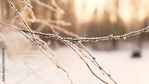 Fotografie Frozen iced branches of birch tree against sun during sunny day in winter