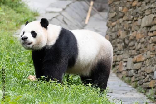 Close up Male Panda returned from USA, Xiao Qi Ji, eating Bamboo Shoot