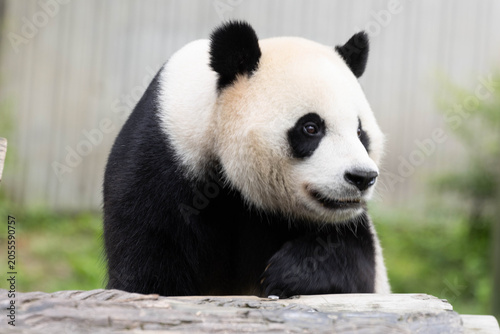 Close up Male Panda returned from USA, Xiao Qi Ji, eating Bamboo Shoot