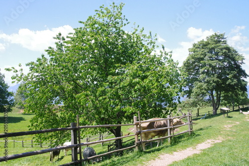 Kuhweide