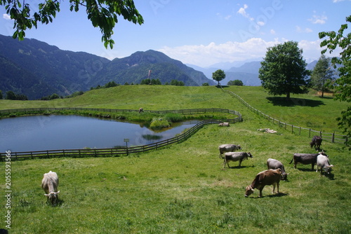 Almlandschaft
