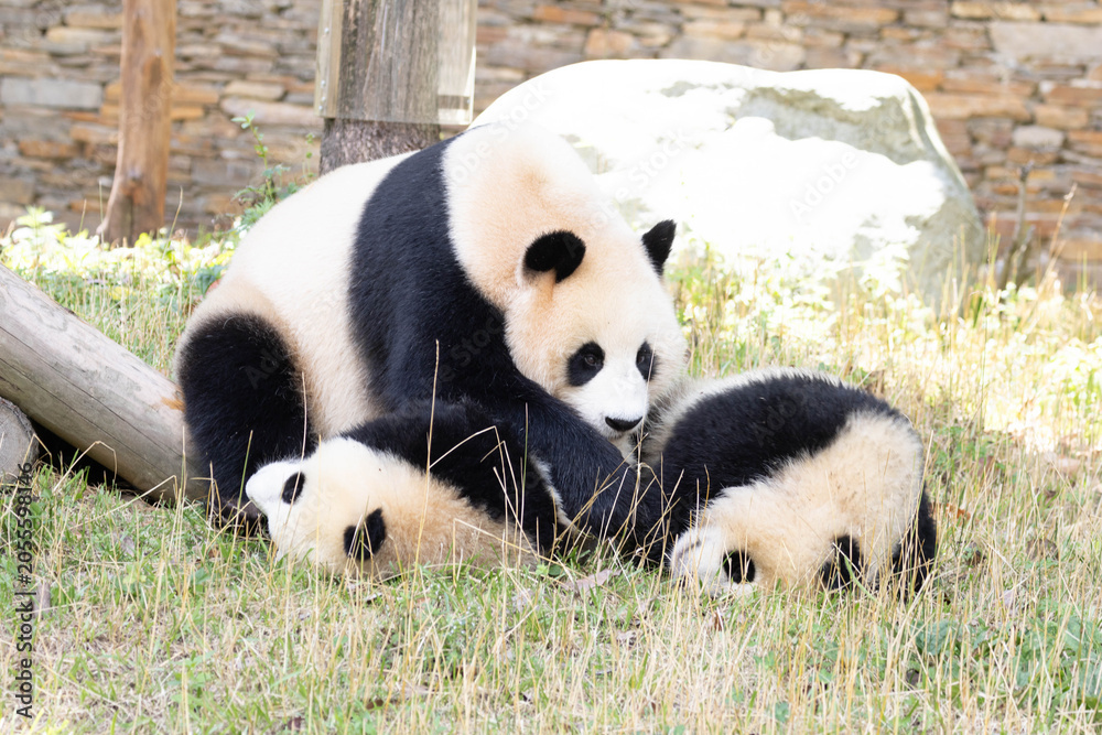 Fototapeta premium Close up Mother Panda and her Cubbies, Wolong Panda Base