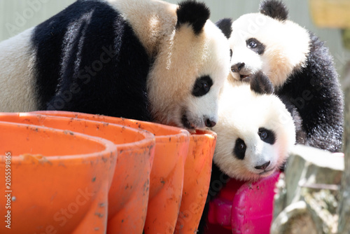 Close up Mother Panda and her Cubbies, Wolong Panda Base