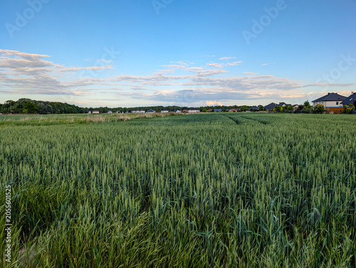 Bild auf Leinwand Green Grain Field Rural Agriculture Landscape Near Suburban Homes And Blue Sky