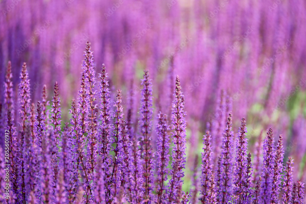 Obraz premium Sage flowers in summer, Salvia nemorosa, selective focus. Healing plant used in cosmetics and pharmaceutical industry, purple background