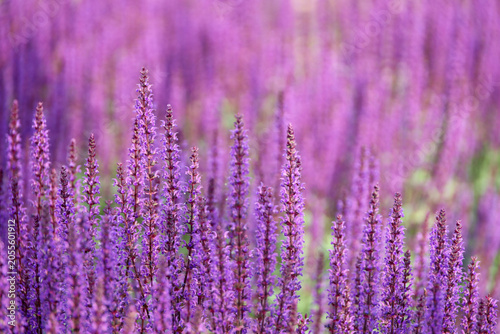 Sage flowers in summer, Salvia nemorosa, selective focus. Healing plant used in cosmetics and pharmaceutical industry, purple background