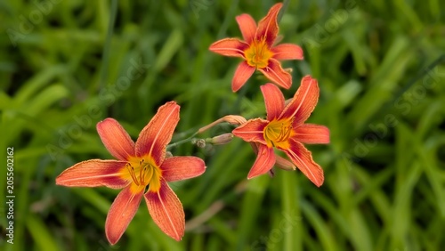 Foto beautiful blooming orange day lilly flowers hemerocallis on green garden backgro
