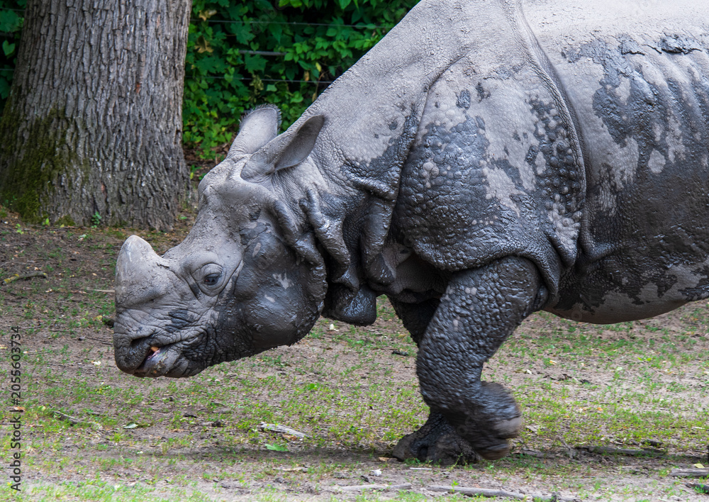 Fototapeta premium Side view of Indian rhinoceros stepping on muddy ground near trees and greenery, wildlife conservation and animal care concept.
