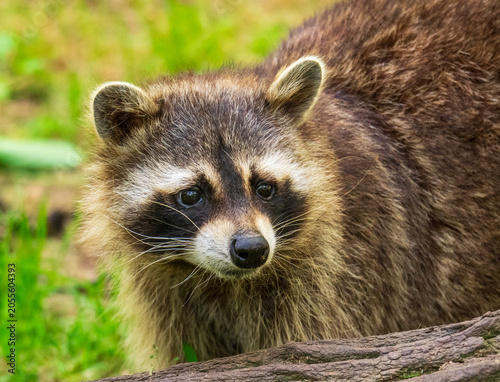 Fotografia Detailed wildlife portrait of a raccoon resting near a log in a natural grassy habitat