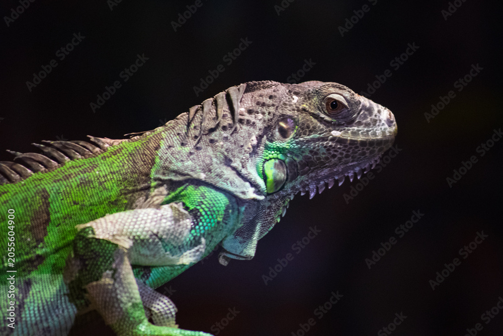 Fototapeta premium Detailed portrait of a green iguana with textured scales and spines, isolated on dark background.