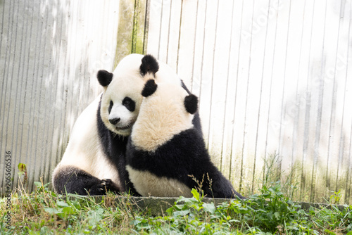 A portrait of Mother Panda, Can Can and her Cub, Wolong Panda Base