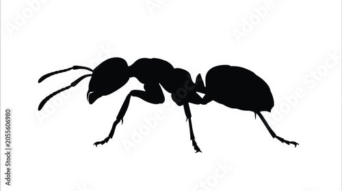 Fotografi Ant Silhouette On White Background Minimalist Insect Shape