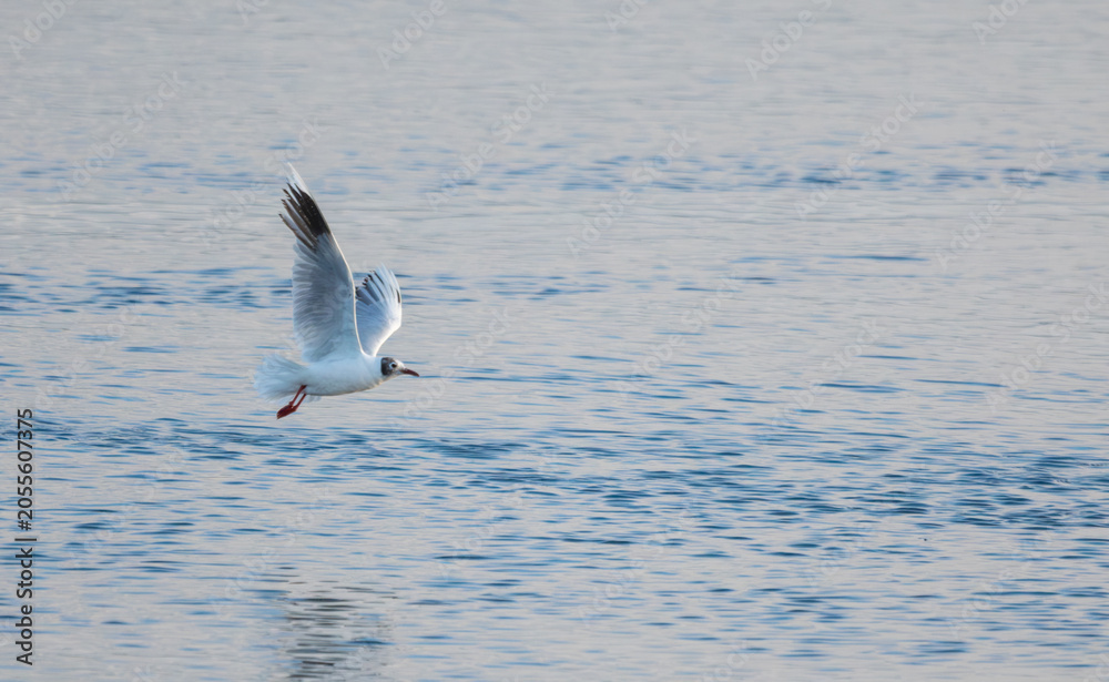 Naklejka premium Seagull Flying Over Calm Ocean Water
