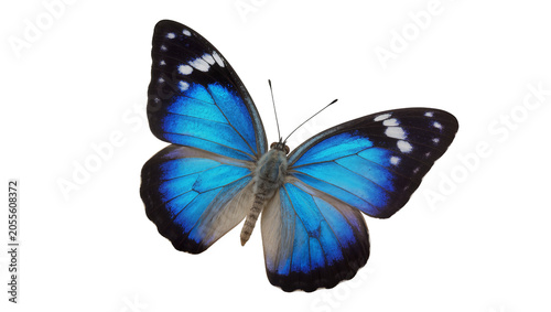Obraz na płótnie Vibrant blue morpho butterfly with black and white spots, isolated on transparen