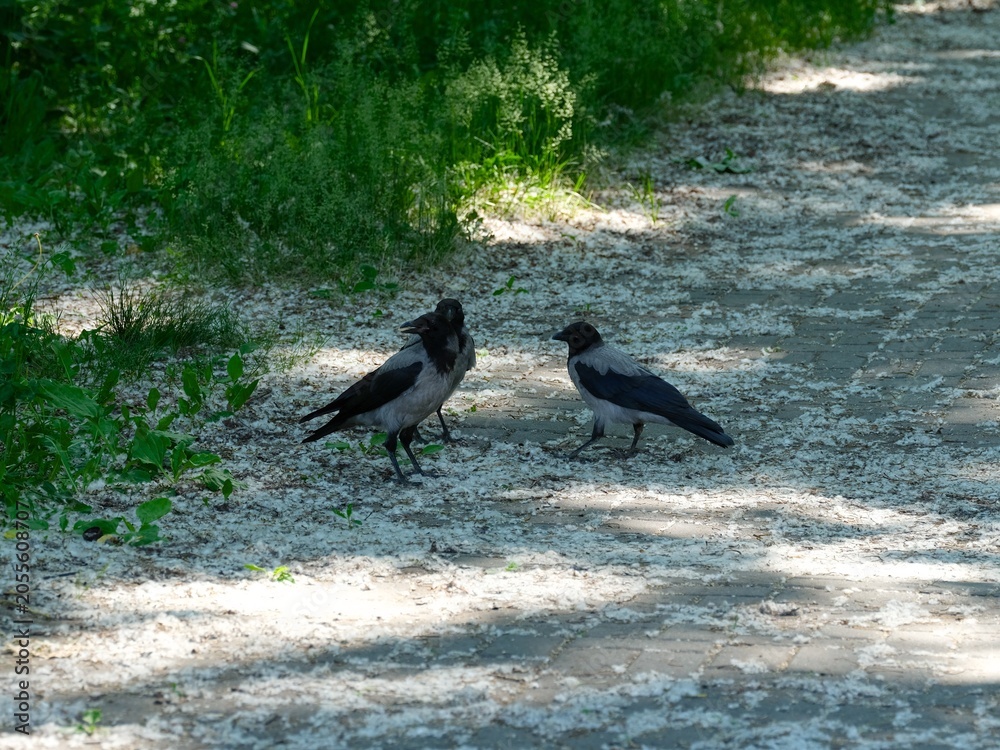 Fototapeta premium A group of three hooded crows standing on a park path covered with white poplar fluff.