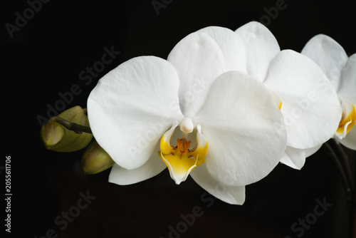 Schilderij op canvas Beautiful white moth orchid flowers with a golden yellow centre