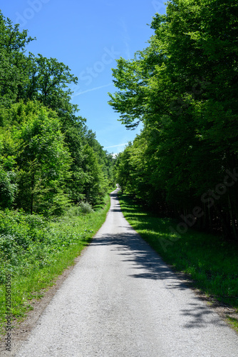Path through the lush forest.