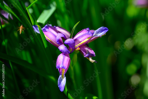 Vibrant purple iris bloom