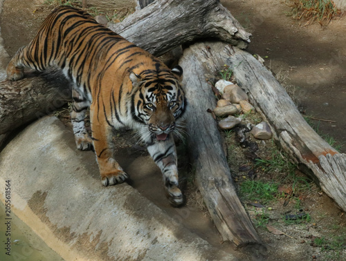 tiger in the zoo
