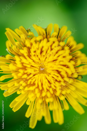 Selective focus close up blooming flowers, macro close up, natural abstract bokeh image