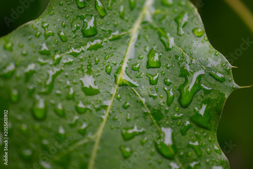 Wet leaf background backdrop macro abstract wet, water droplets, veins texture, pattern, rain vibrance, life, copy space selective focus image