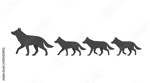 Fotografie Silhouette of a wolf pack walking together in line.