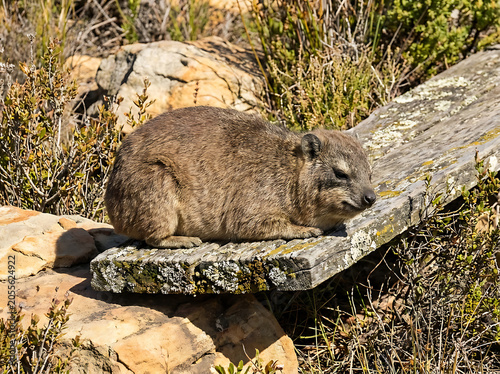 Small rock hyrax rests peacefully on a weathered wooden plank under the bright afternoon sun