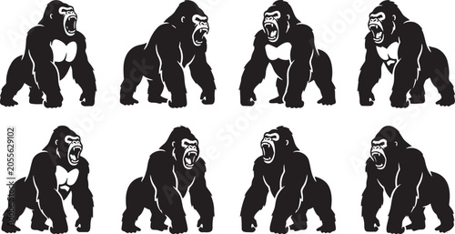 Cuadro en lienzo Black silhouette collection of aggressive wild silverback gorillas roaring loudl