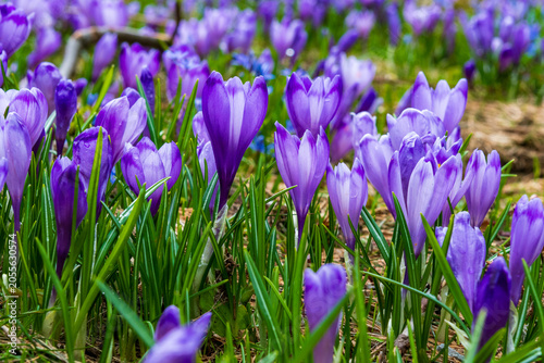 Close-up of violet crocuses in alpine meadow near Cartisoara and Valea Sambetei, Romania, with spring mountain scenery in background.