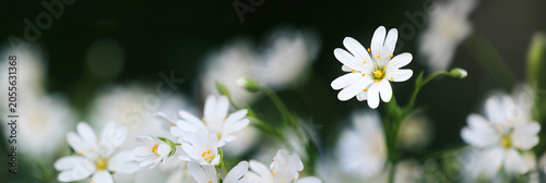 Dreamy shot of white little starwort spring flowers on dark blurred background in extra wide panoramic format