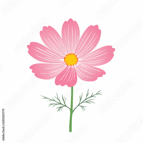 Pink Cosmos Flower Illustration
