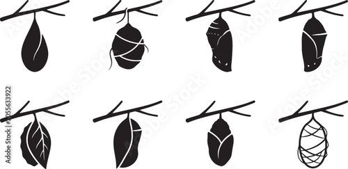 Canvastavla Butterfly metamorphosis stages showing chrysalis cocoons hanging from wooden bra