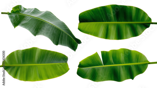 Фотография Four vibrant green banana leaves with prominent veins, isolated on transparent b