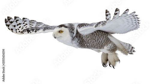 Snowy owl with wings spread wide, flying gracefully isolated on transparent background